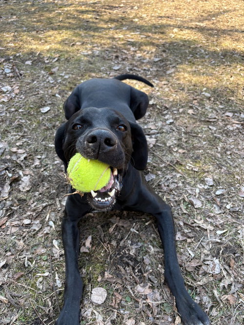 EDDIE - Labrador Retriever available for adoption