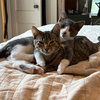 Gordy / Quint - Photo 1