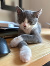 Gordy / Quint - Photo 2