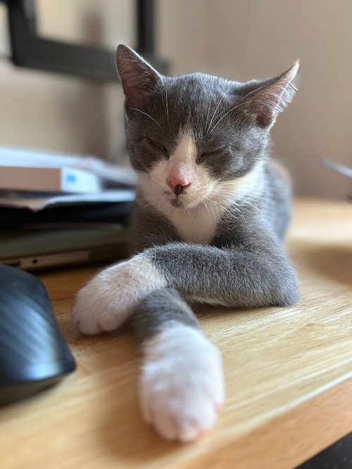 GORDY / QUINT - Domestic Short Hair available for adoption