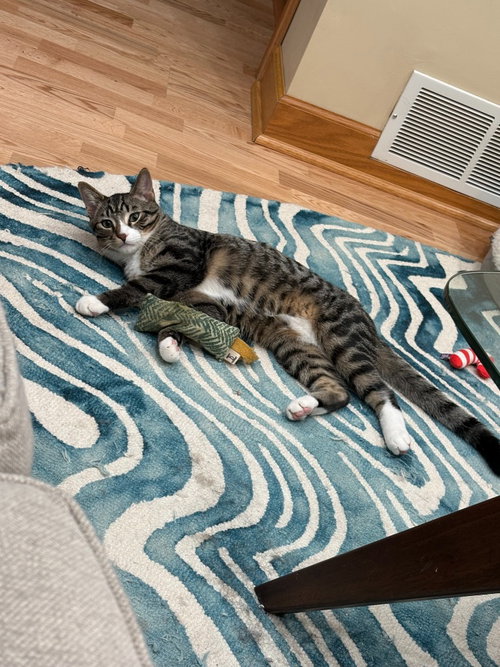 JACKSON / ALEX - Domestic Short Hair available for adoption