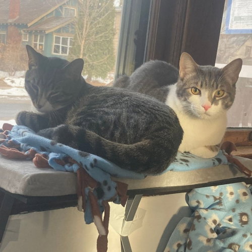 JACKSON / ALEX - Domestic Short Hair available for adoption