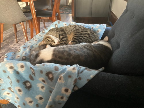 JACKSON / ALEX - Domestic Short Hair available for adoption