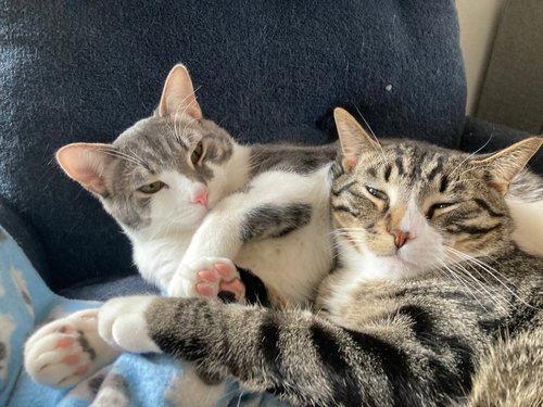 Jackson / Alex, Young Domestic Short Hair / Mixed, cat for adoption in Lakeville, Minnesota
