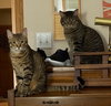 Justin Jefferson (JJ) / Lucien - Photo 3