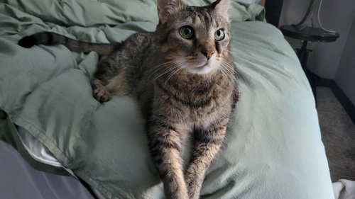 LEROY - Domestic Short Hair available for adoption