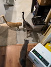 Leroy - Photo 4