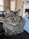 Miss Tilly - Photo 1