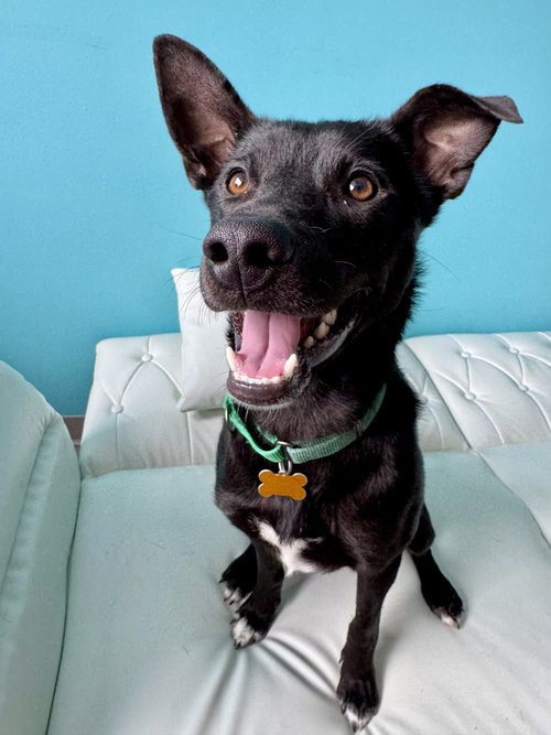 PETEY - Border Collie available for adoption