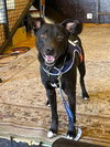 Petey - Photo 2