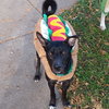 Petey - Photo 4