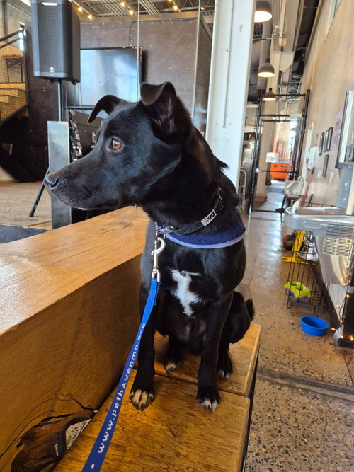 PETEY - Border Collie available for adoption