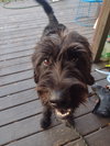 Skye - Photo 2