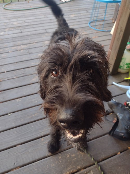 SKYE - Labrador Retriever / Poodle (unknown type) available for adoption