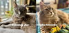 Smokey Joe / Cookie Monster - Photo 2