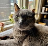 Smokey Joe / Cookie Monster - Photo 3