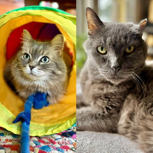 SMOKEY JOE / COOKIE MONSTER - Domestic Short Hair available for adoption