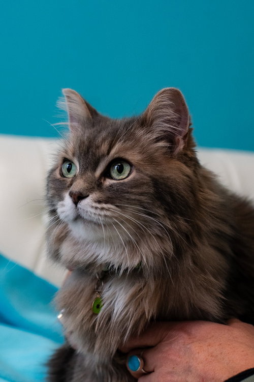 SMOKEY JOE / COOKIE MONSTER - Domestic Short Hair available for adoption