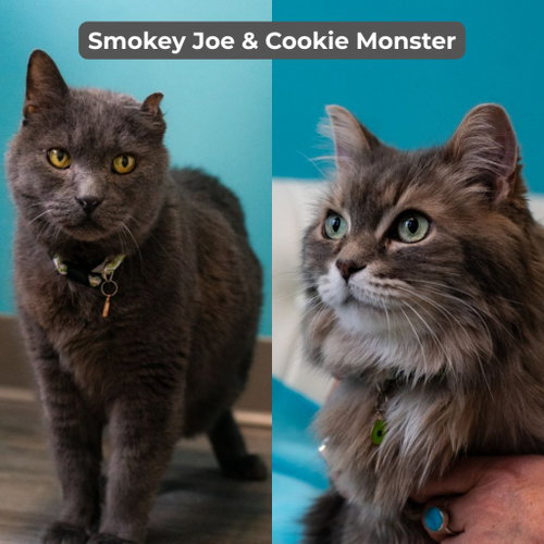 Smokey Joe / Cookie Monster, Senior Domestic Short Hair / Mixed, cat for adoption in Eagan, Minnesota