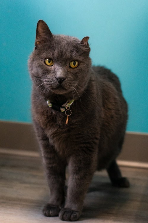 Smokey Joe