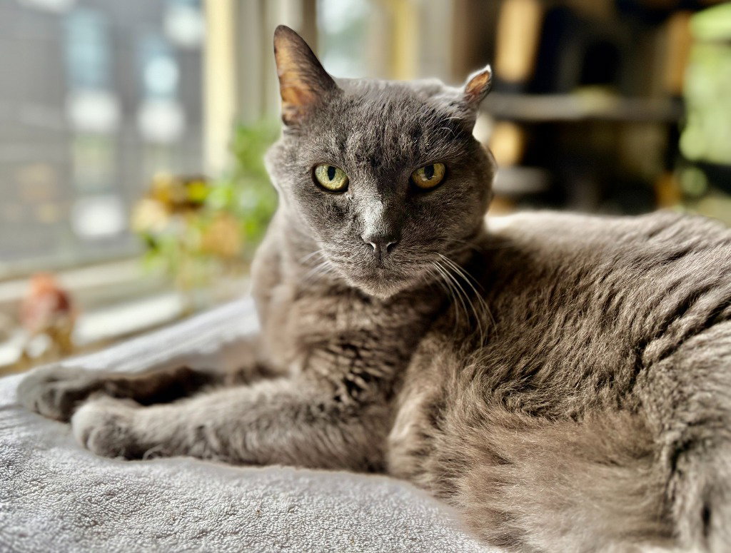 Smokey Joe, photo 2
