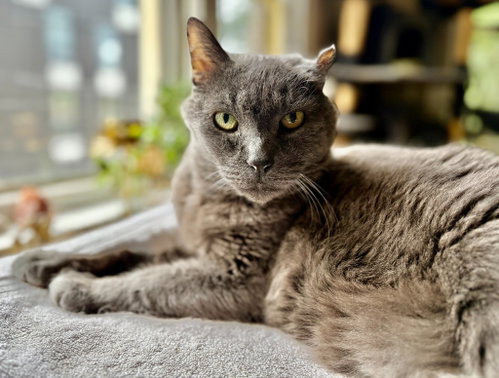 Photo 2 of Smokey Joe
