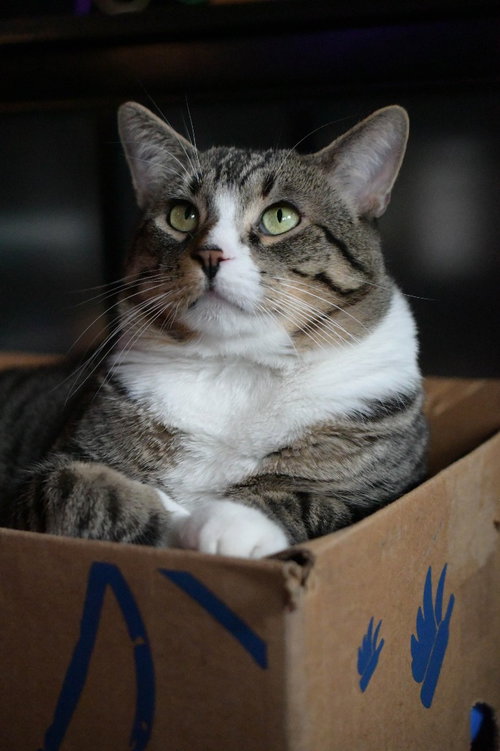 TAKE OFF - Domestic Short Hair available for adoption