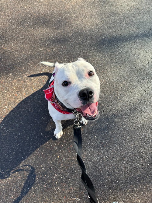 YUMI - American Bulldog / Terrier available for adoption
