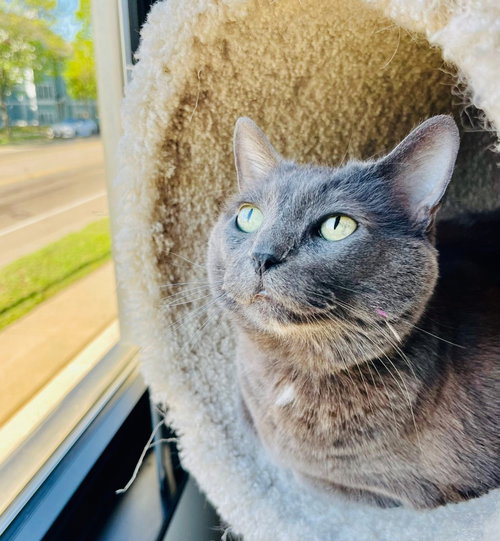 YUUMI - Domestic Short Hair available for adoption