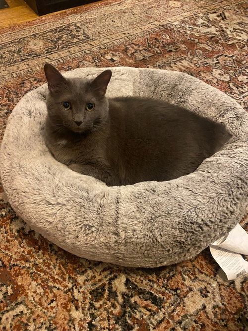 YUUMI - Domestic Short Hair available for adoption