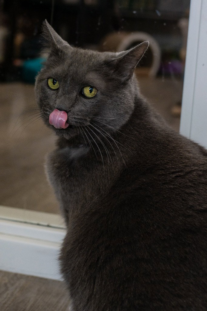 Yuumi