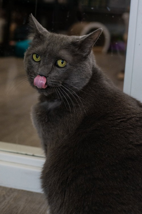 YUUMI - Domestic Short Hair available for adoption