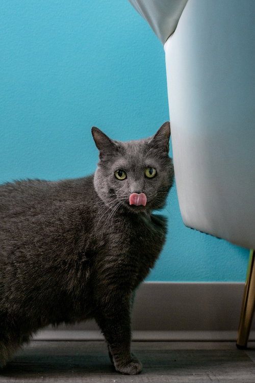 YUUMI - Domestic Short Hair available for adoption
