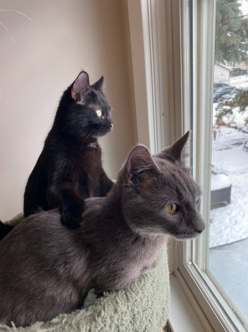 Bernadette (FeLV+) / Moth (FeLV+), Young Domestic Short Hair / Mixed, cat for adoption in Lakeville, Minnesota