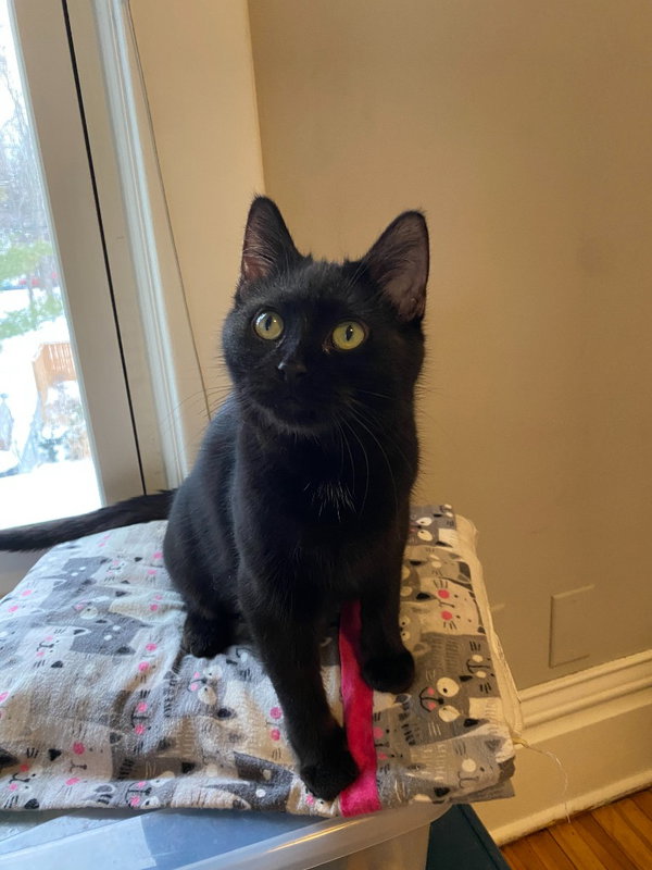 Bernadette (FeLV+) / Moth (FeLV+)