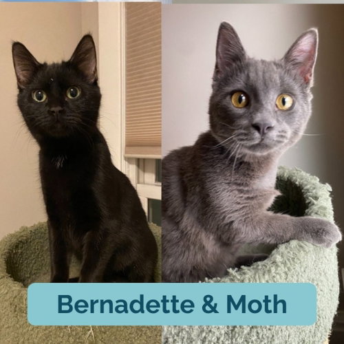 Bernadette / Moth