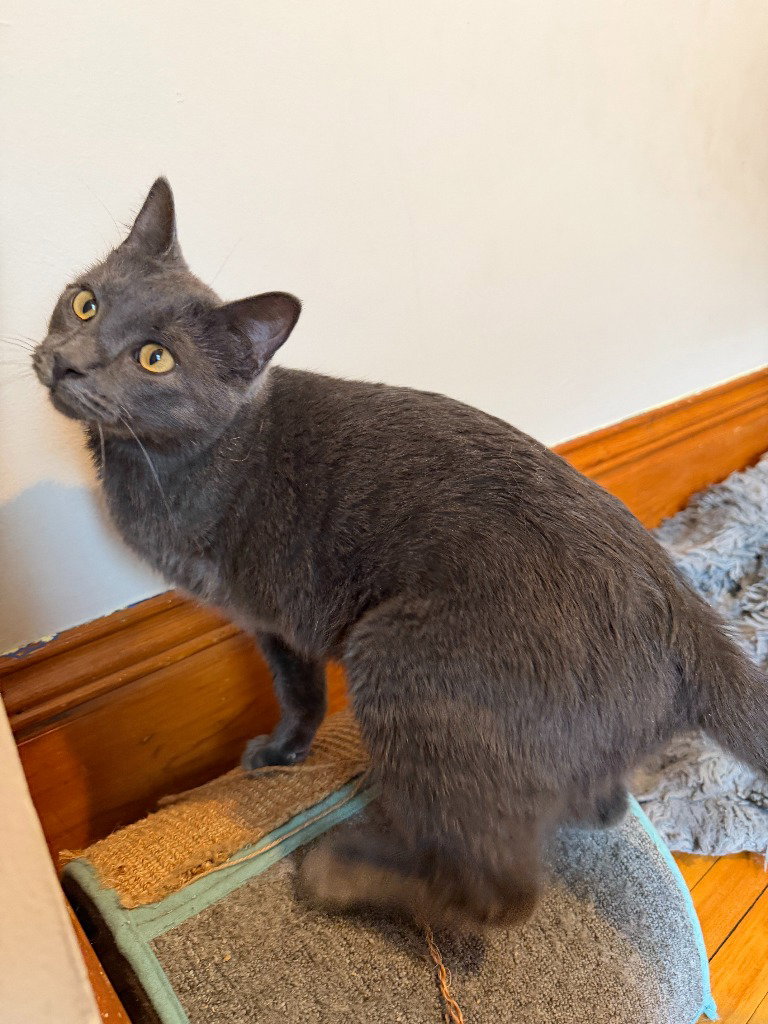 Bernadette (FeLV+) / Moth (FeLV+), photo 2