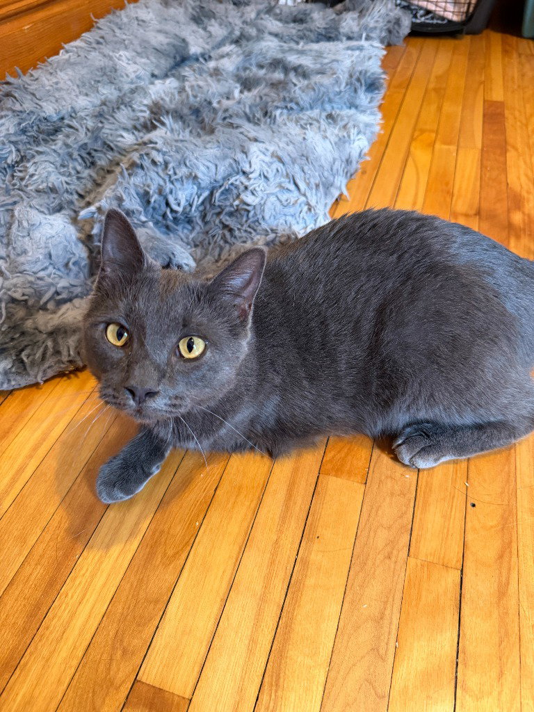 Bernadette (FeLV+) / Moth (FeLV+), photo 3