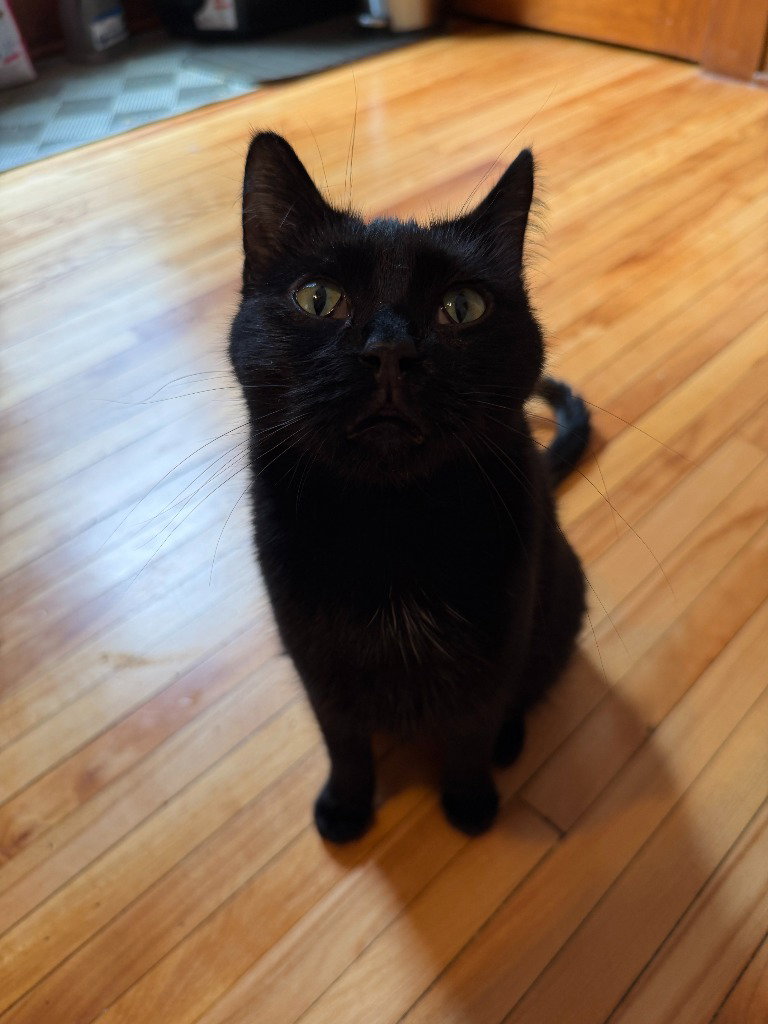 Bernadette (FeLV+) / Moth (FeLV+), photo 4