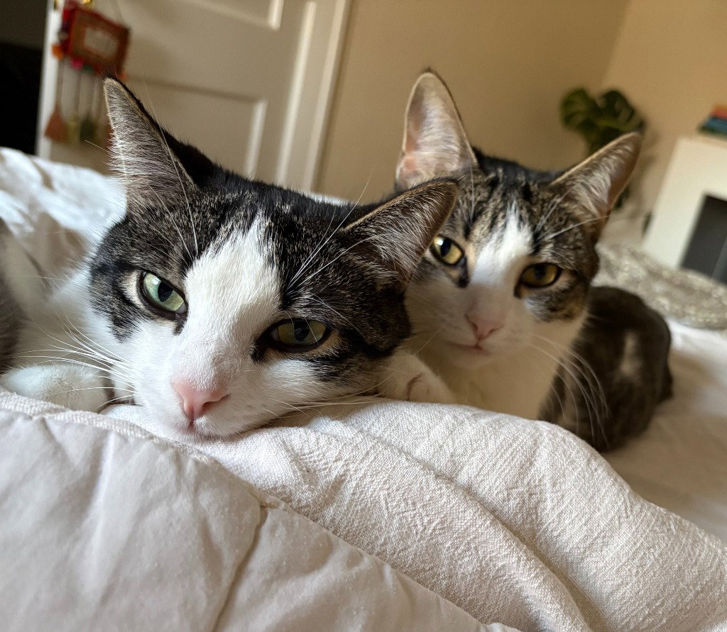 Oberon / Tybalt
