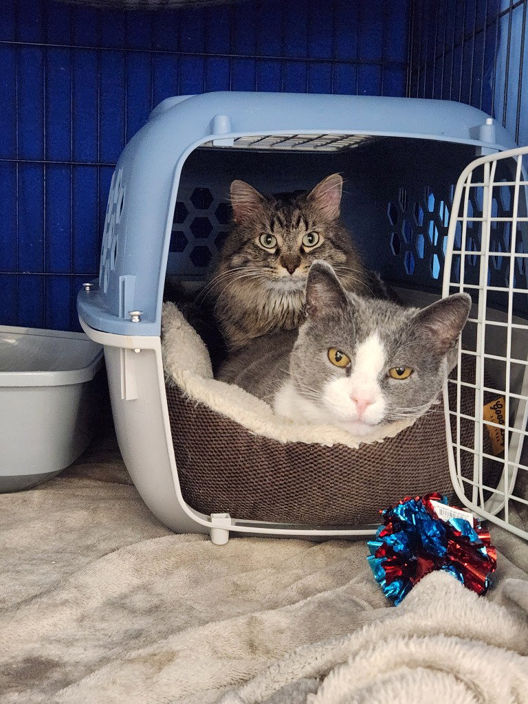 Darling Dixie / Mister (FIV+) Image