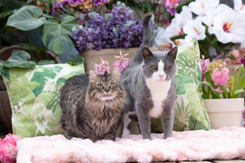 Darling Dixie / Mister (FIV+)