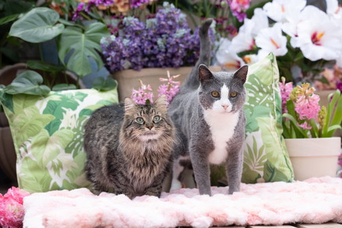 Darling Dixie / Mister (FIV+), Adult Domestic Short Hair / Mixed, cat for adoption in Lakeville, Minnesota
