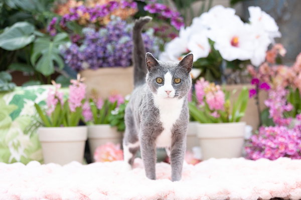 Darling Dixie / Mister (FIV+)