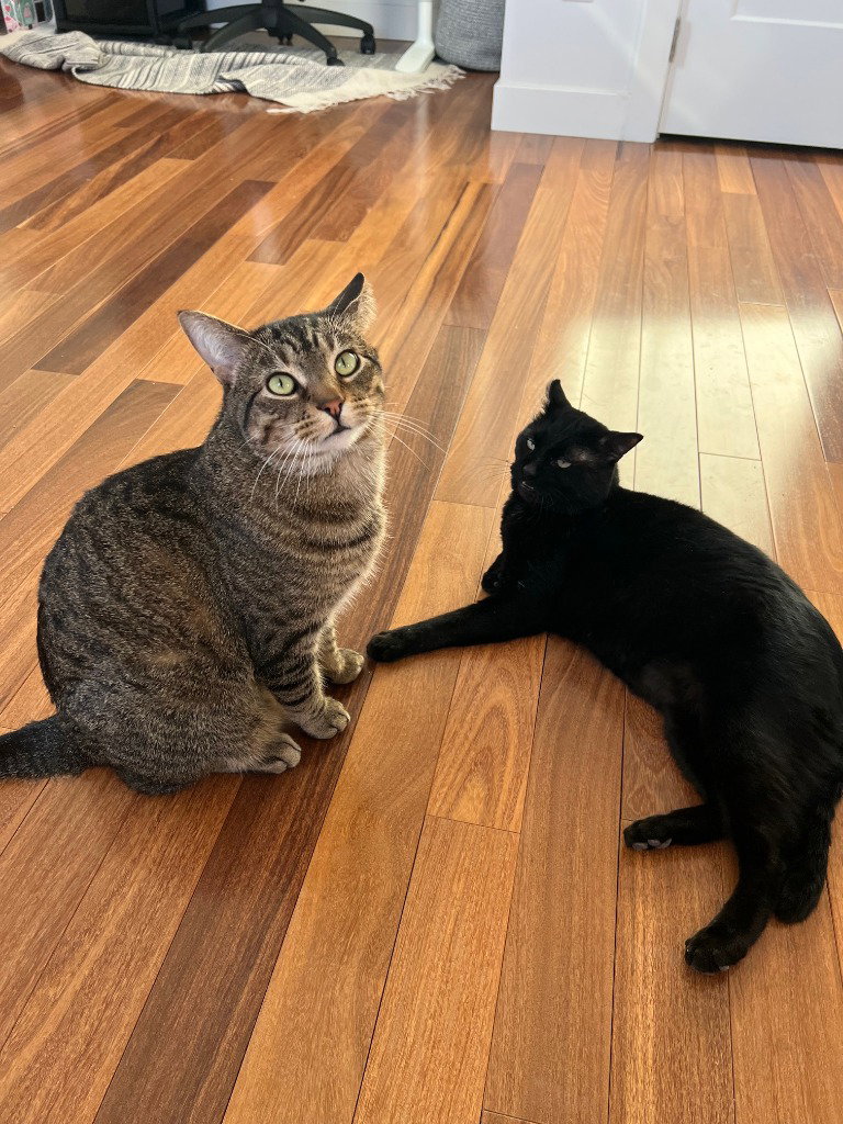 Stitch / Shadow Image
