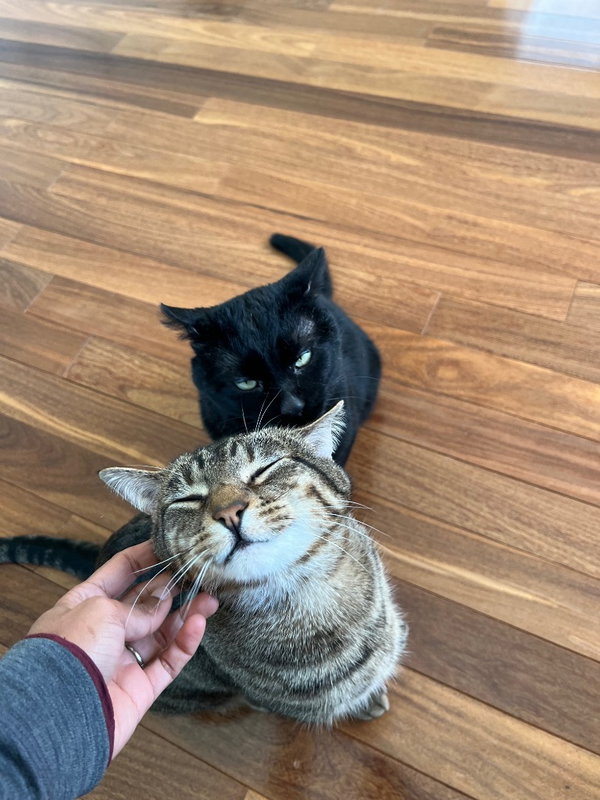 Stitch / Shadow