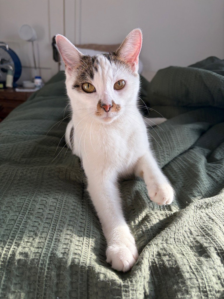Tori-Pending Adoption