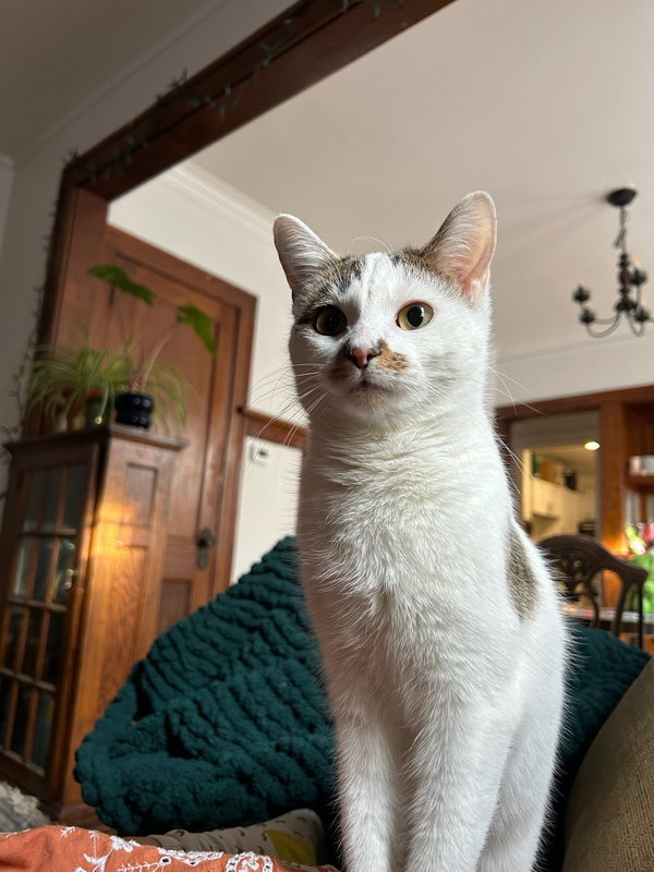 Tori-Pending Adoption