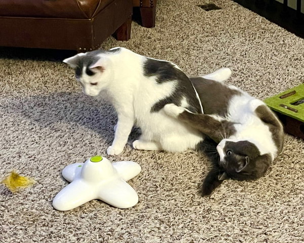Hershey / Marshmallow