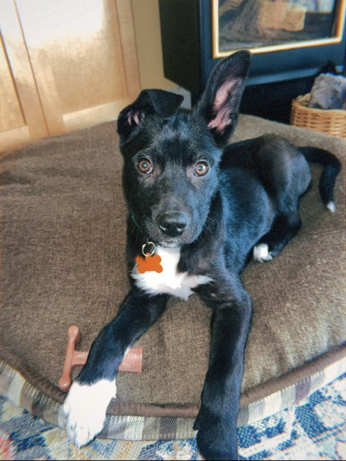 Zarek, an adoptable Shepherd in St. Paul, MN